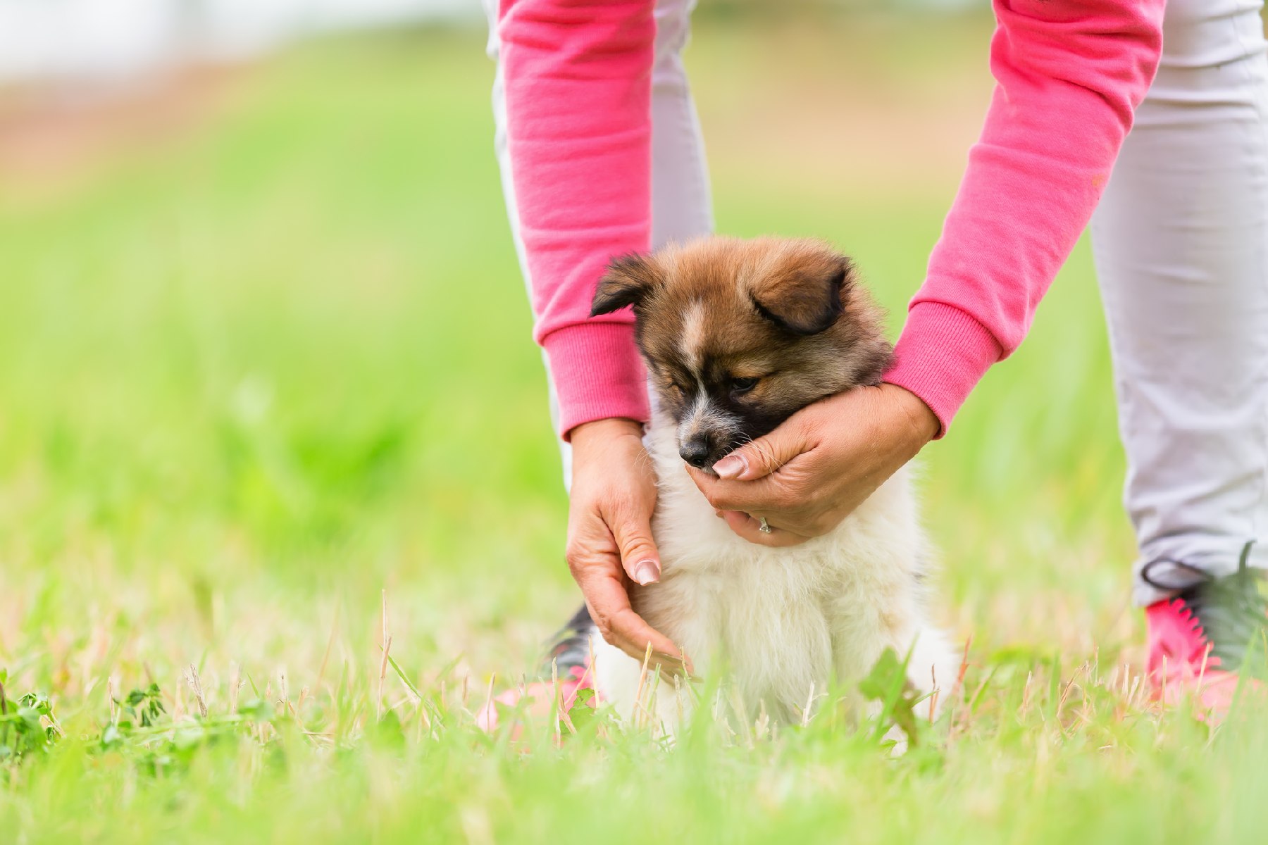 Puppy Training in High Positive Puppy Training