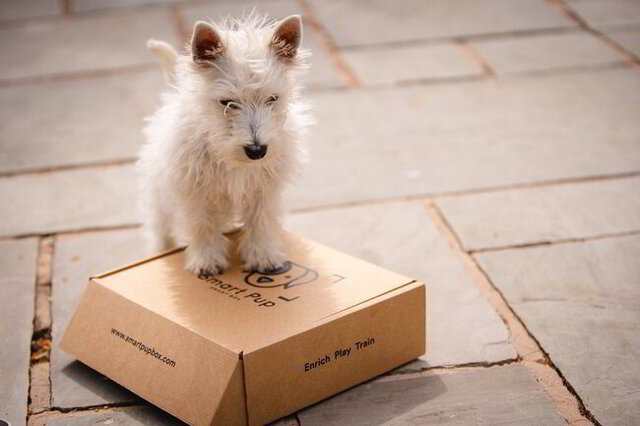 dog training subscription box