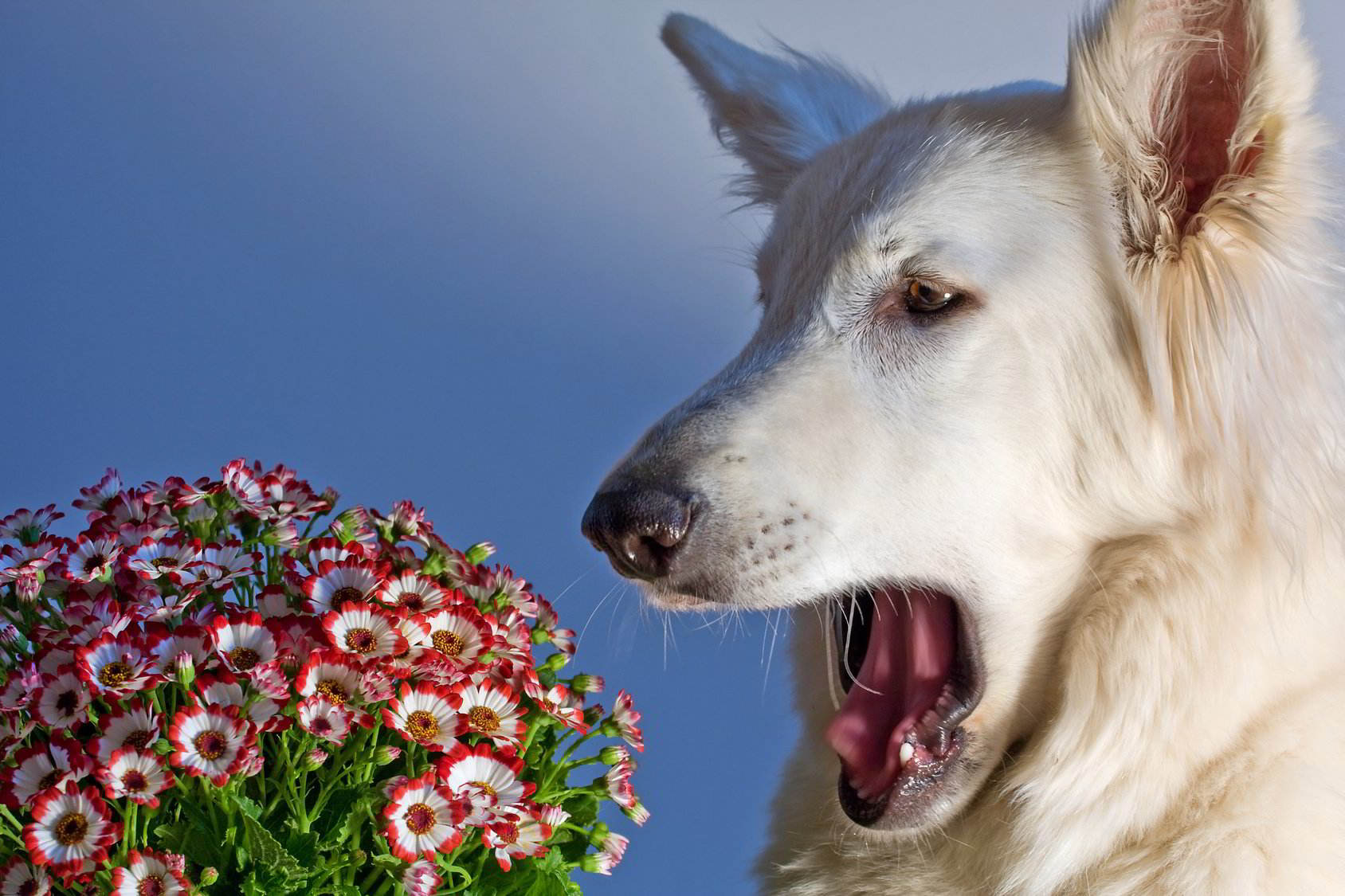 Can Dogs Have Allergies?